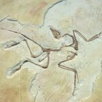 Fossilized bird-like dinosaur skeleton preserved in a stone slab