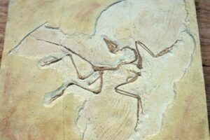 Fossilized bird-like dinosaur skeleton preserved in a stone slab
