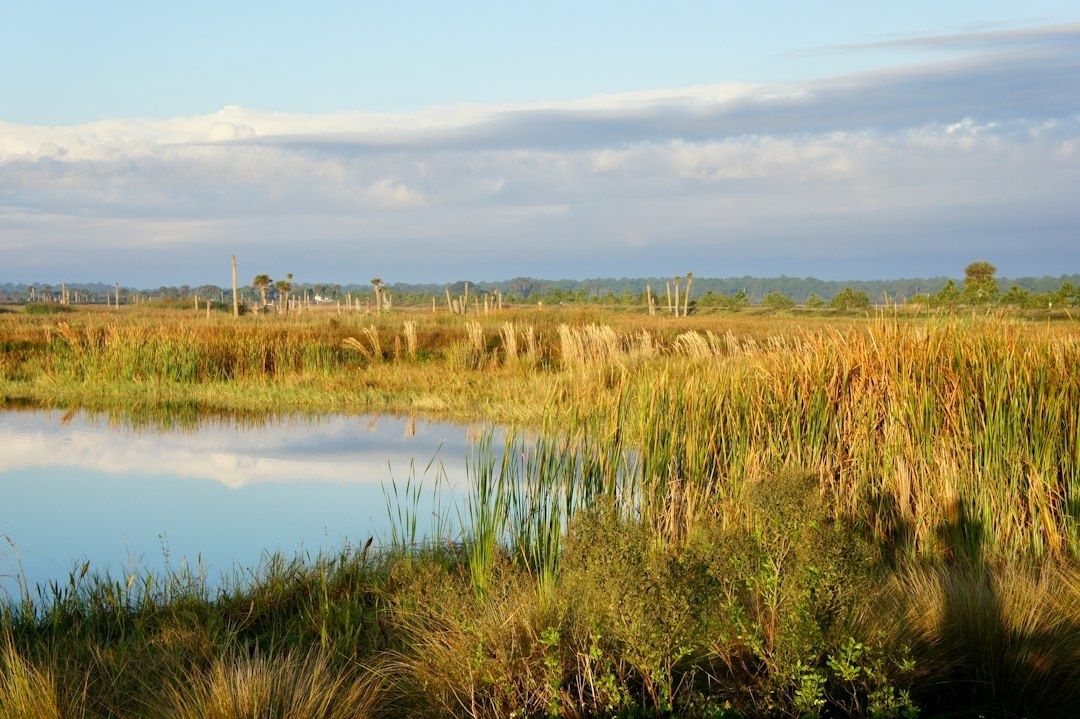 Freshwater wetland with reeds, grasses, and a reflective pond